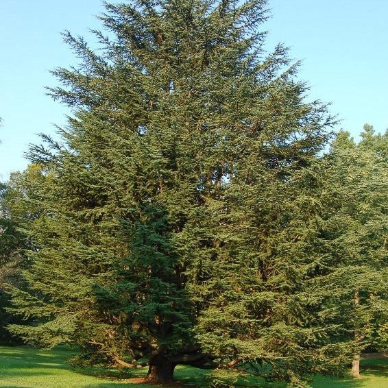 Large Green Atlas Cedar Tree