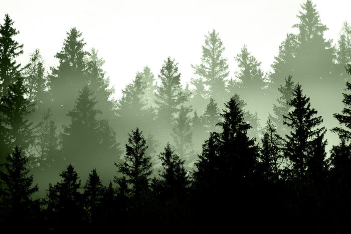 Green Forest Dream 1 by Anitas Bellas Art on GIANT ART - coastal