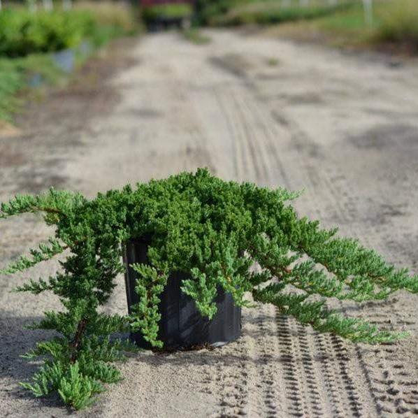 juniper procumbens nana in a black 1-Gallon nursery pot