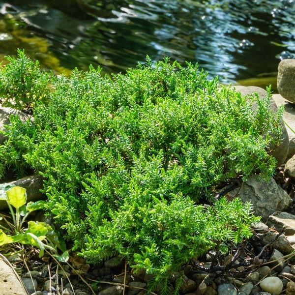 Green Mound Juniper with low spreading habit, dense mat-forming branches, and blue-green evergreen foliage in full sun.
