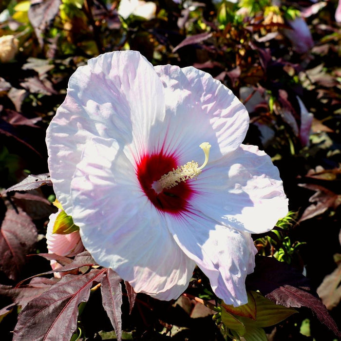 Hibiscus Head over Heels Blush hardy summer perennial