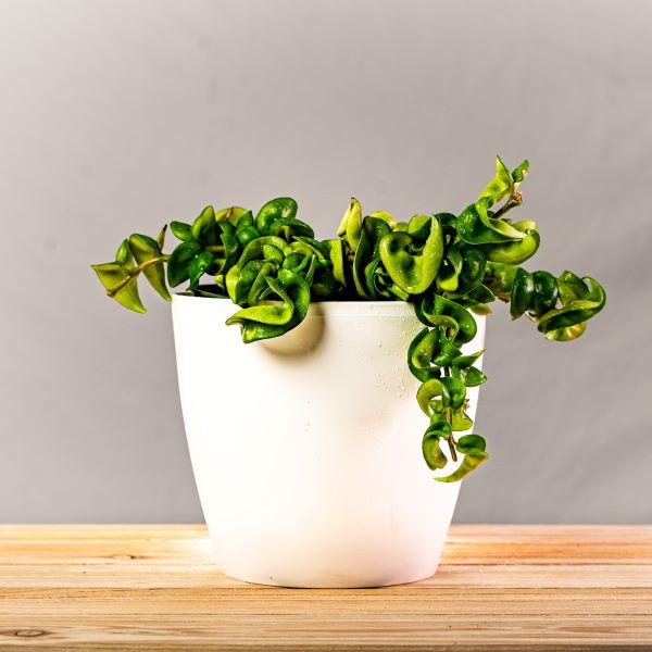 Hindu Rope Hoya Plant with twisted, waxy, rope-like vines