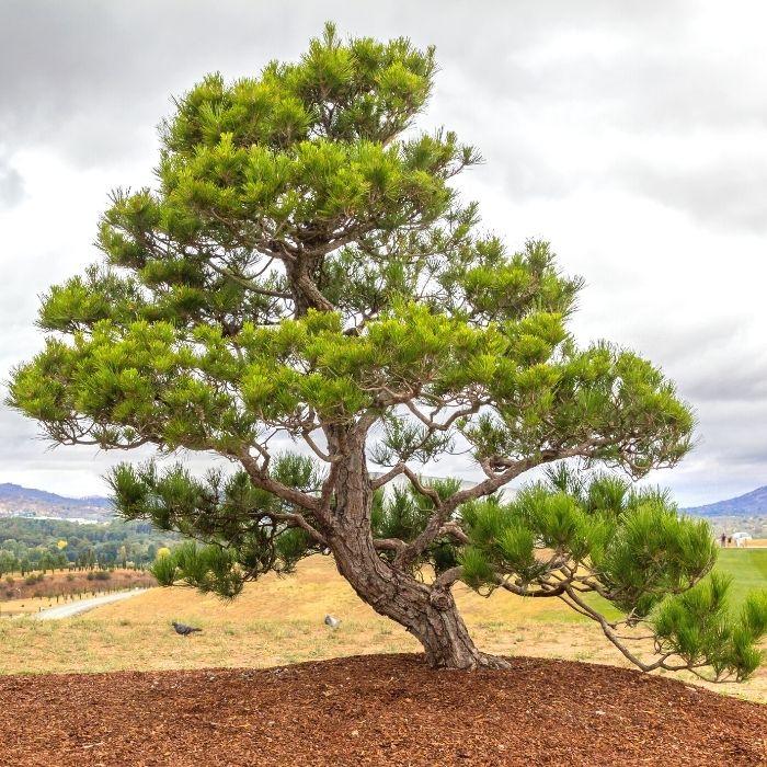 Mature Japanese Black Pine with an irregular form, strong horizontal branches, and rugged bark