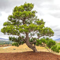 Mature Japanese Black Pine with an irregular form, strong horizontal branches, and rugged bark