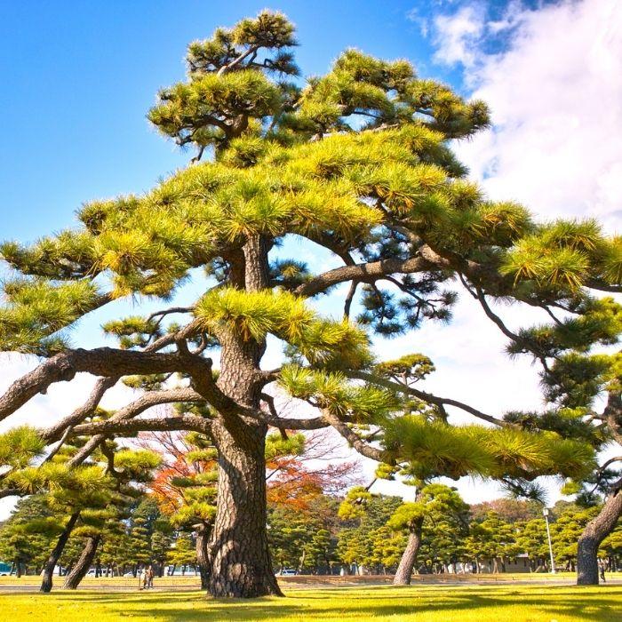 Japanese Black Pine growing as a specimen tree with dark green needles and sculptural branching