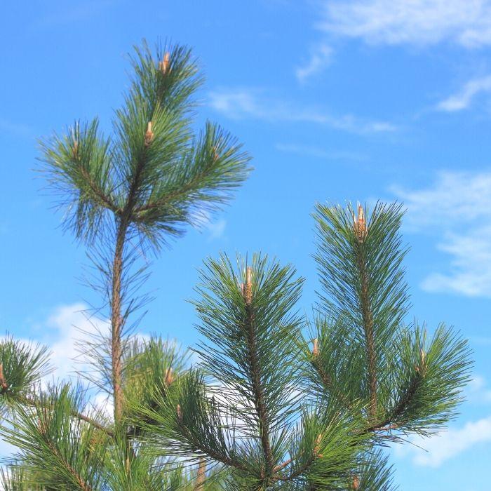 Close-up of Japanese Black Pine foliage showing deep green needles and dense evergreen texture