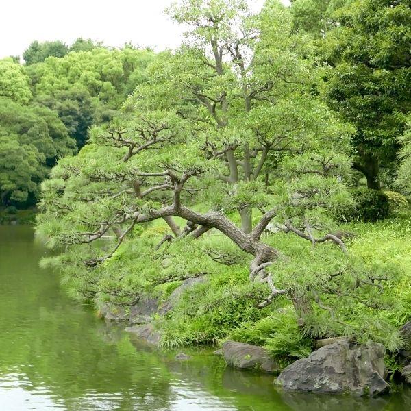 Japanese Black Pine planted as a focal point in a coastal or Asian-inspired landscape with stone and low companion plants