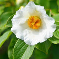 Close-up of Japanese Stewartia flowers showing white petals and golden centers