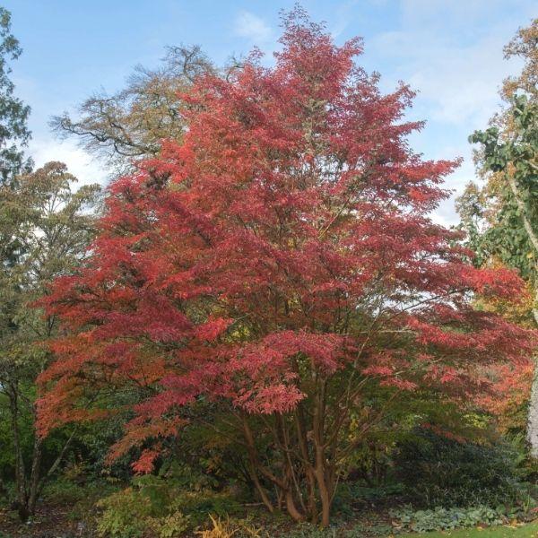 Japanese Stewartia Tree with orange, red, and burgundy fall color in a residential garden
