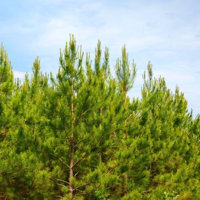 Loblolly Pine trees planted in a row as a fast-growing privacy screen