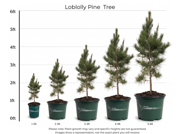 Loblolly Pine Tree Size Chart