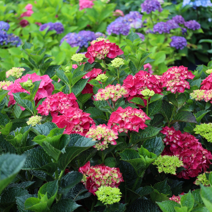 Magical Ruby Red hydrangea shrub in part shade, compact mound covered in ruby red mophead blooms against deep green foliage.