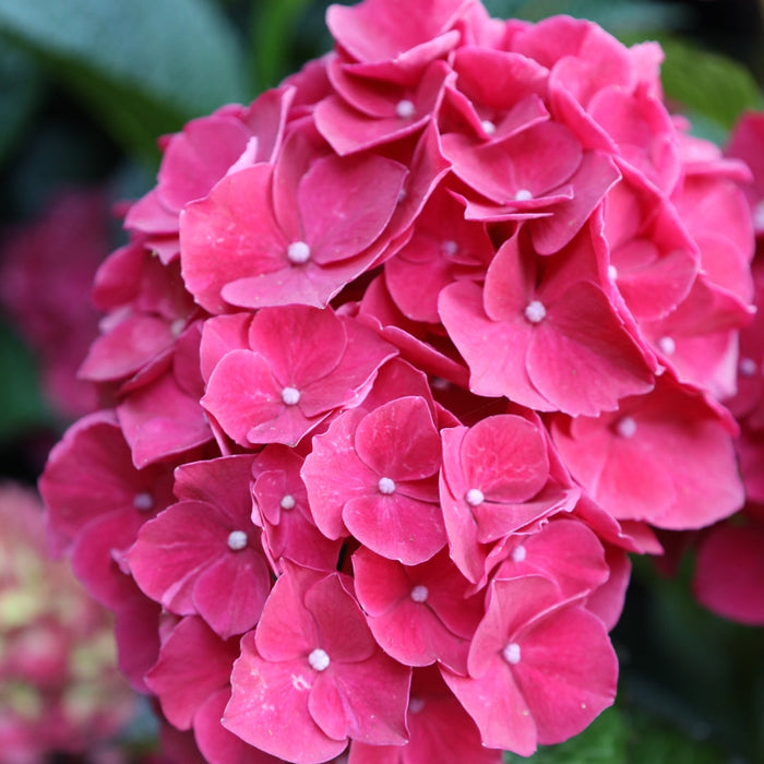 close up view of the magical ruby red hydrangea