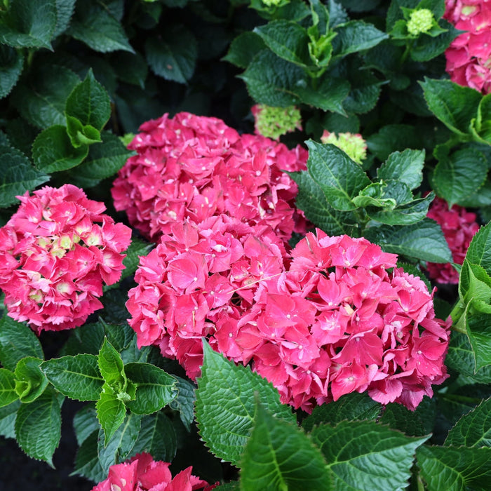Magical Ruby Red hydrangea mounded habit, 3–4 ft tall and wide, glossy deep green leaves framing long-lasting red blooms.