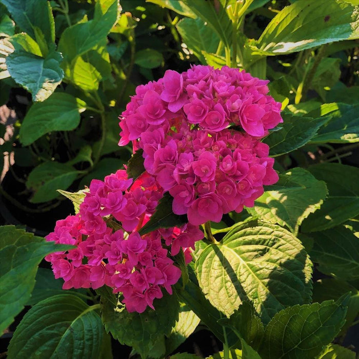 Close-up of Magical Ruby Red hydrangea mophead bloom, saturated ruby petals aging toward wine-red tones with lush texture.