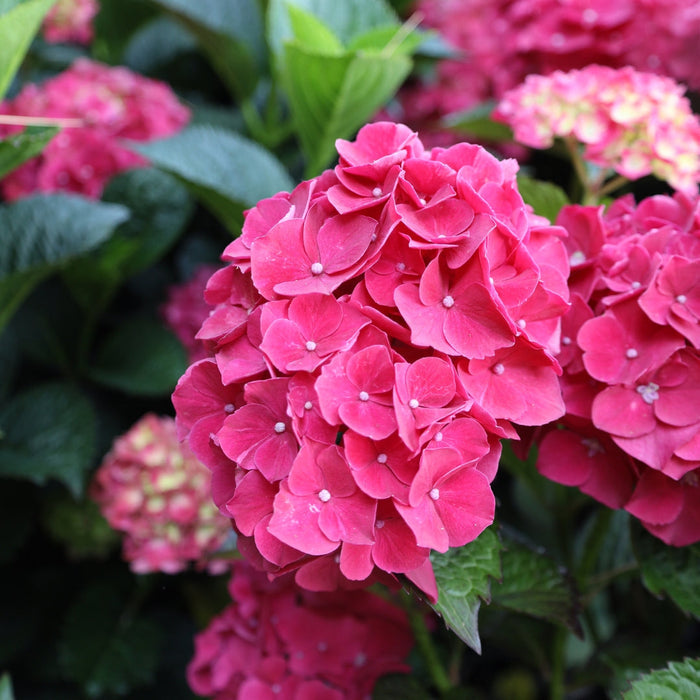 Magical Ruby Red hydrangea in bloom
