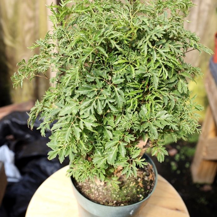 Ming Aralia dense green foliage