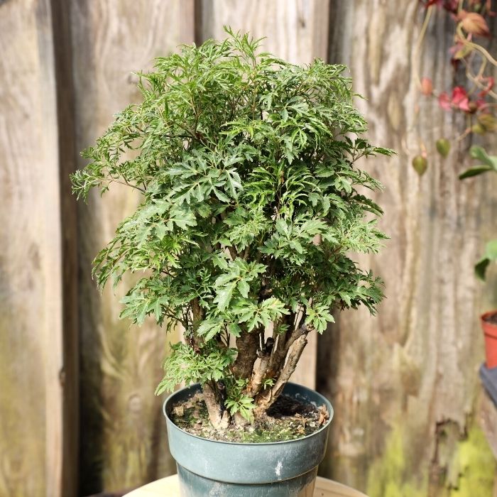 Ming Aralia has pleasant fern- like medium green foliage