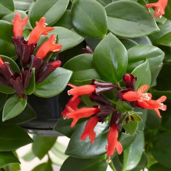 Close up picture of Mona lisa Lipstick Plant unique red flowers