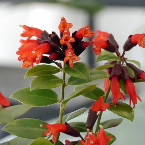 Mona Lisa Lipstick plant deep red tubular shaped blooms on glossy foliage