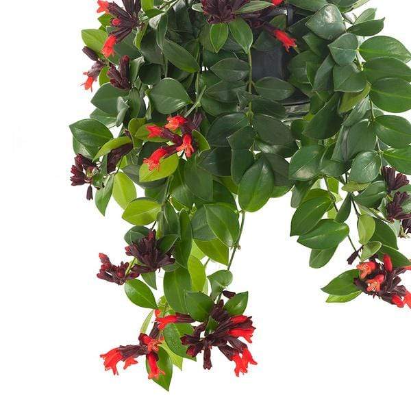 Mona Lisa Lipstick Plant Cascading Blooming Hanging Basket