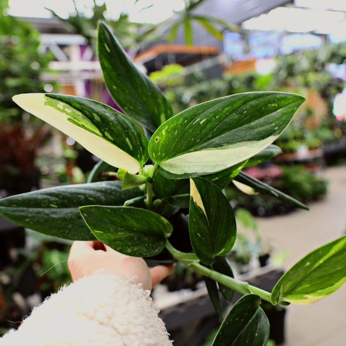 Philodendron Cobra is a stunning and rare collectors houseplant