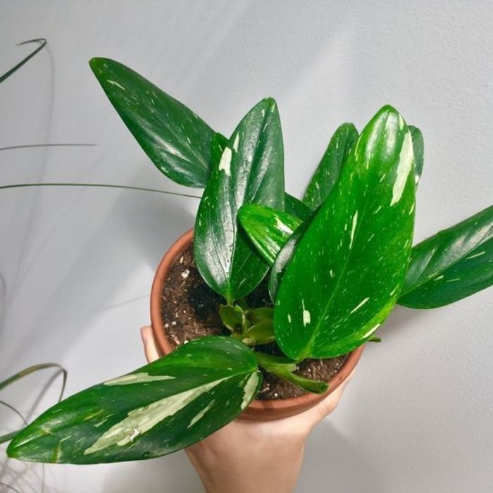 Philodendron Cobra Philodendron easy house plant