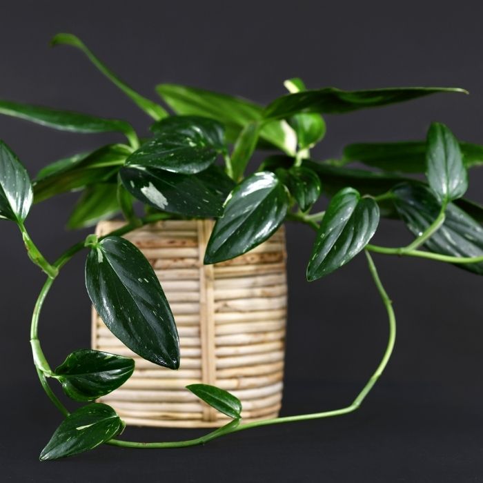 Philodendron Cobra Philodendron easy to care for house plant