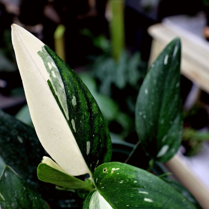 we love the stunning half moon leaves on this Monstera Standleyana