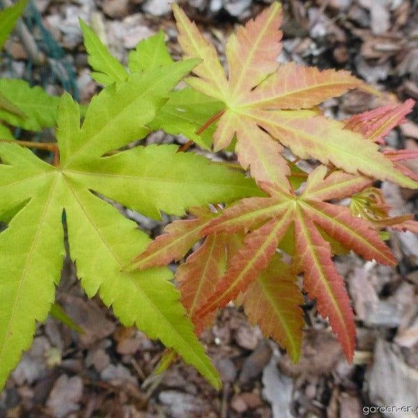 red and green maple leaves on orange dream japanese maple