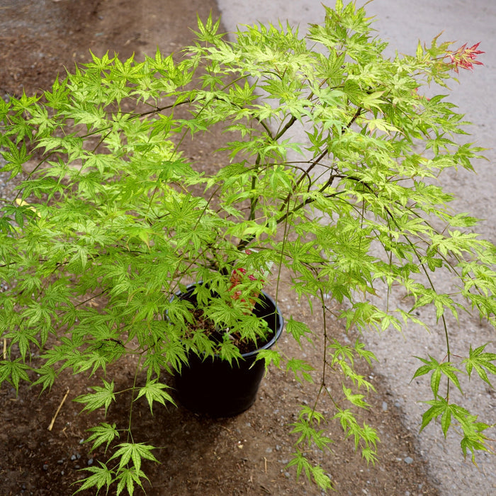 Peaches and Cream Japanese Maple in a 3-Gallon Pot