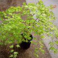 Peaches and Cream Japanese Maple in a 3-Gallon Pot