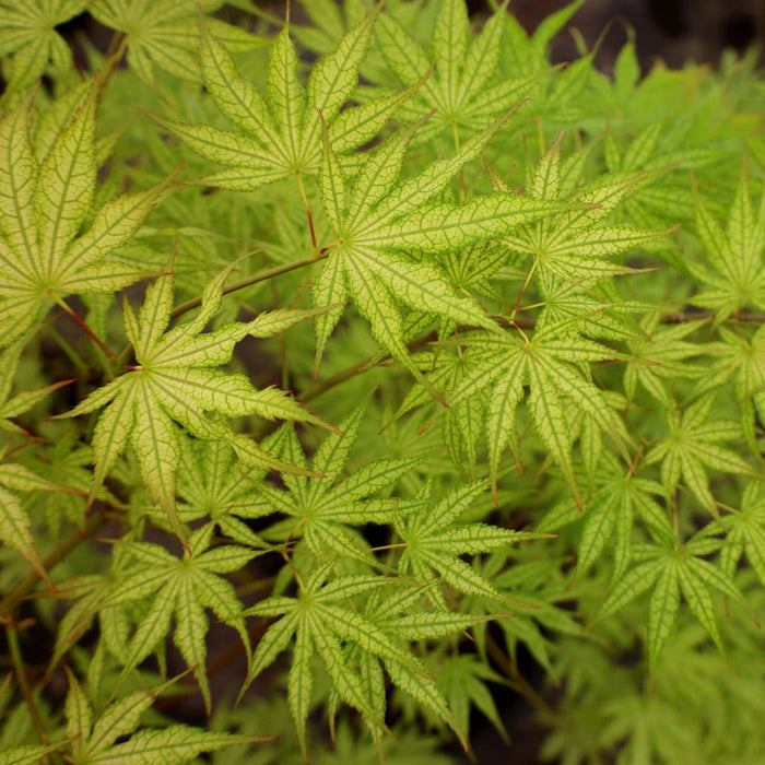 Close-up of Peaches and Cream Japanese Maple foliage showing reticulated leaves with peach, cream, pink, and green coloring