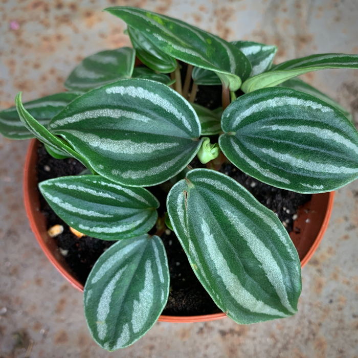 Mini Watermelon Peperomia with small iridescent striped leaves