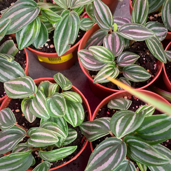 Mini Watermelon Peperomia for sale online