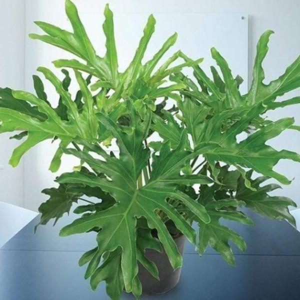 Philodendron Lickety Split Philodendron great in low light