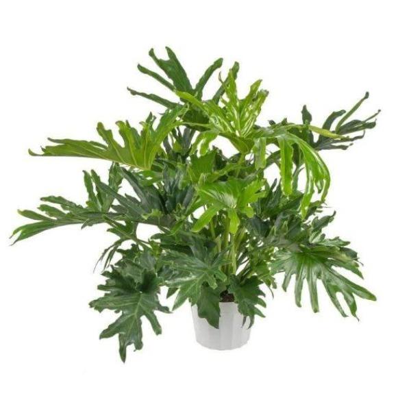 Philodendron Lickety Splits philodendron good in low light