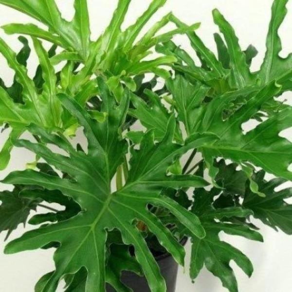 Philodendron Lickety Split Philodendron great in low light
