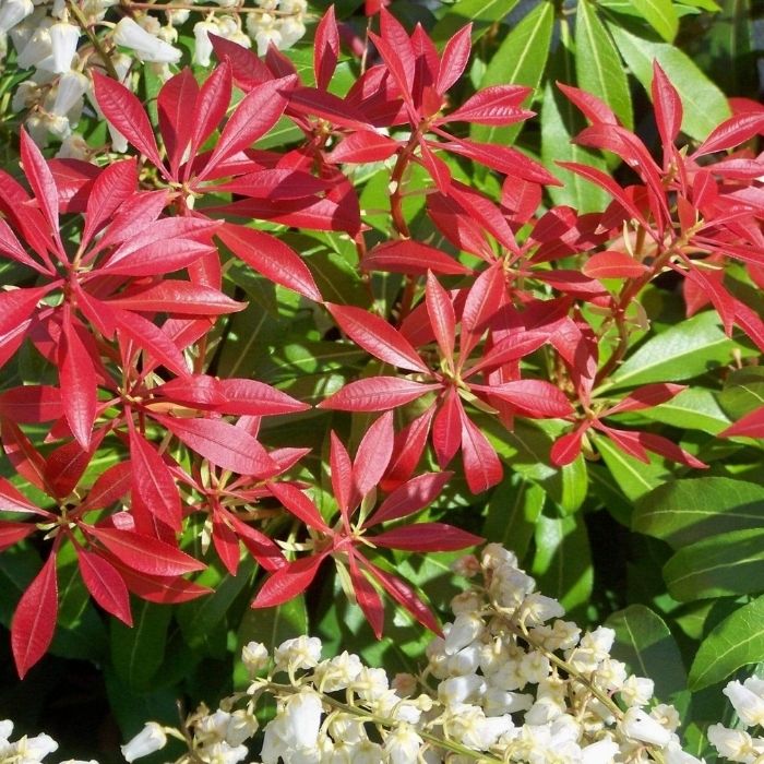 Close up of Pieris Forest Flame shrub
