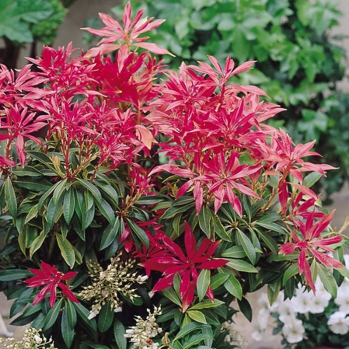 Pieris Forest Flame