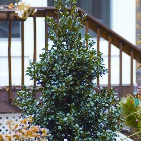 Castle Spire Blue Holly Shrubs make a perfect centerpiece for containers