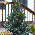 Castle Spire Blue Holly Shrubs make a perfect centerpiece for containers
