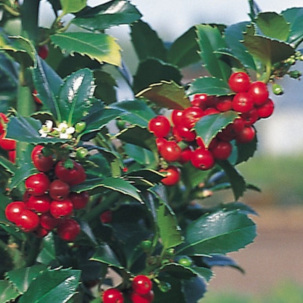 Castle Spire Blue Holly berries