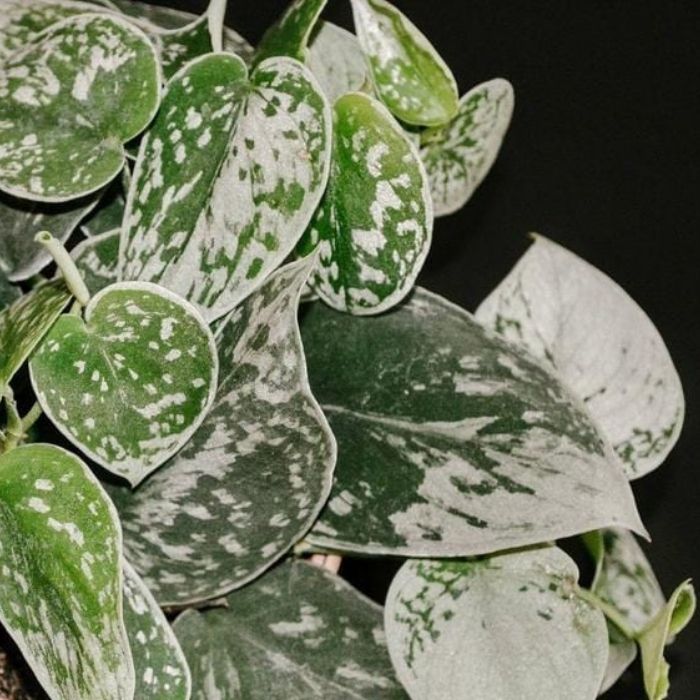 Silvery Ann Pothos Plants close view of the dark green leaves covered in silver highlights