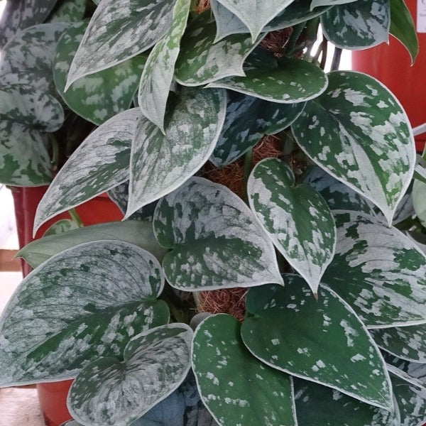 silver ann pothos plant has silver and green leaves
