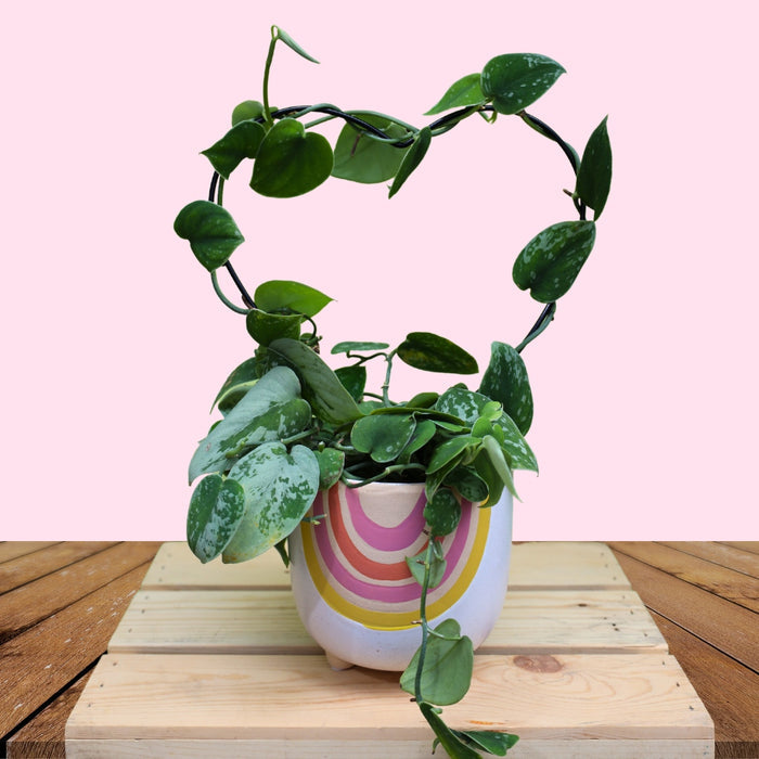 silvery ann pothos growing on a heart trellis