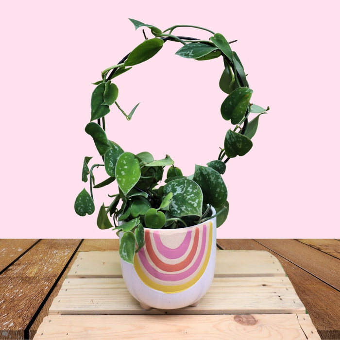 4 Inch Pot With Circle Trellis