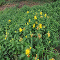 Low-growing St. John’s Wort Plant used as a flowering ground cover on a slope