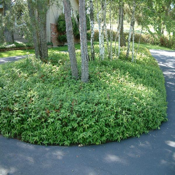 Spreading St. John’s Wort Plant filling in a landscape bed