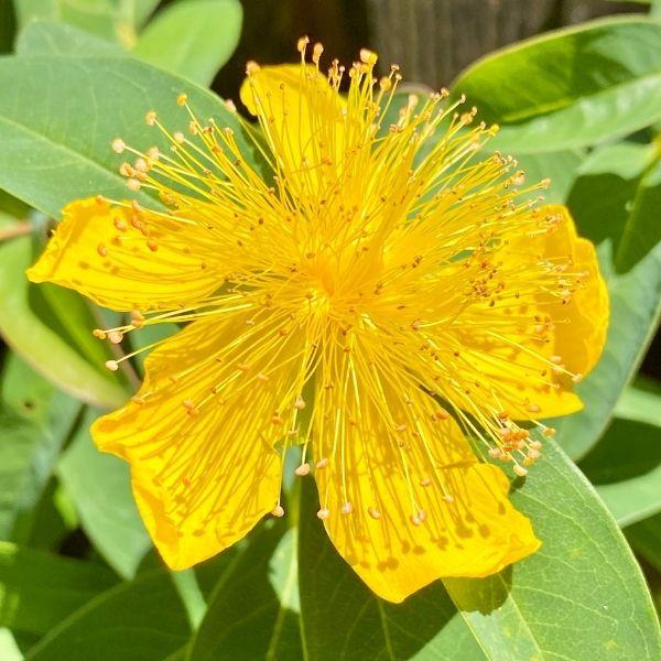St. John’s Wort Plant foliage and yellow blooms in a sunny border planting